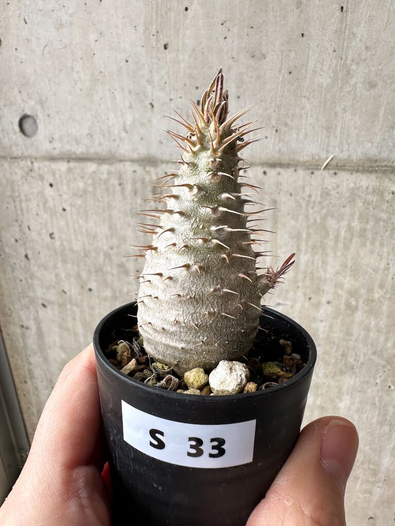 パキポディウム グラキリス Pachypodium gracilius 現地球 発根済