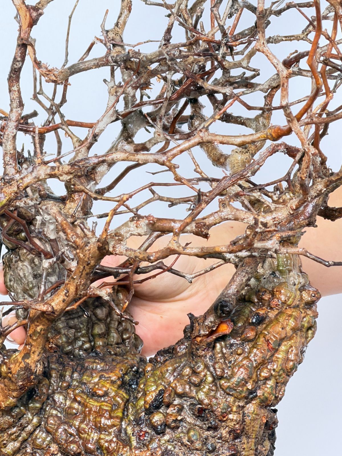 オペルクリカリア