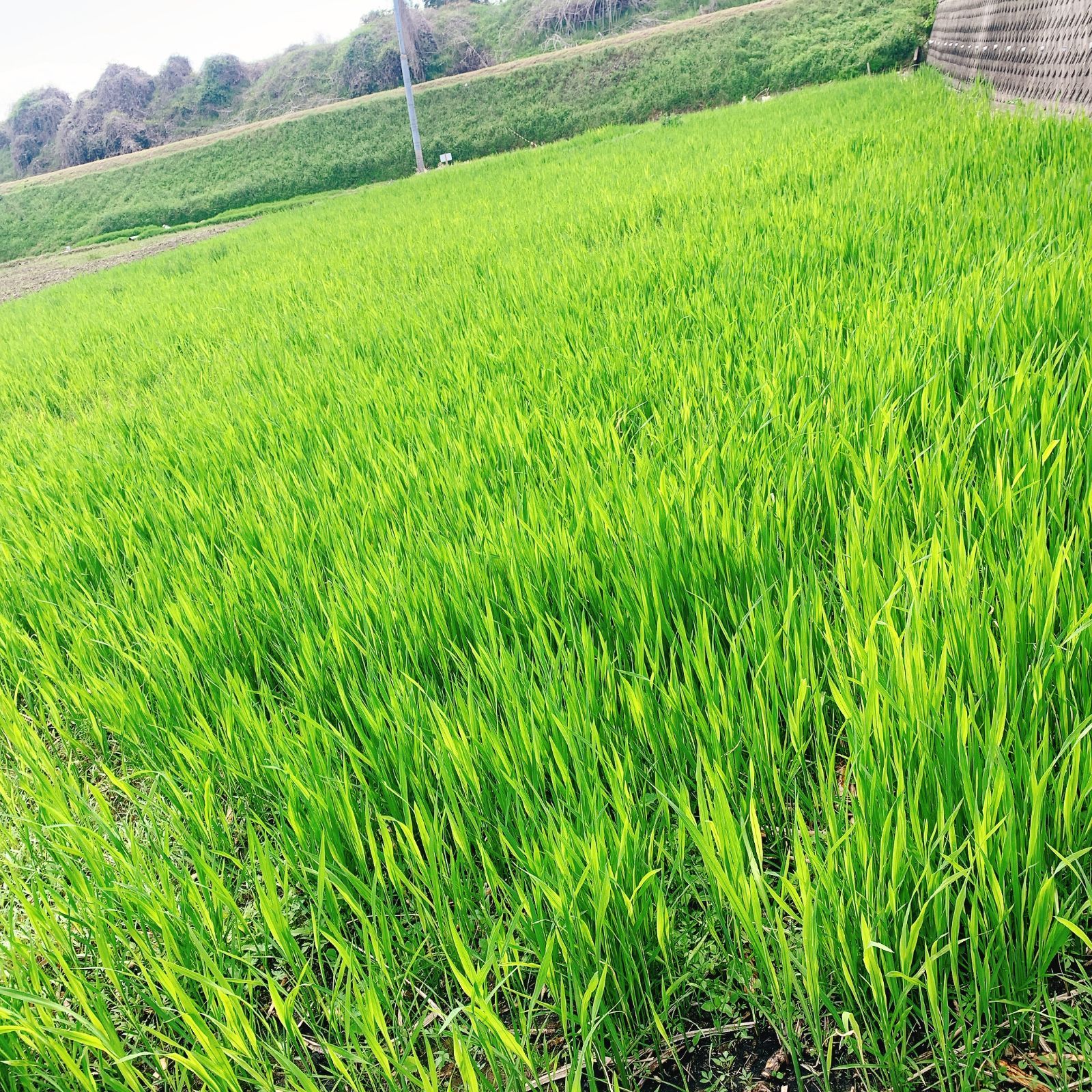 マコモダケ苗 10株 和歌山産 無農薬自然農 - メルカリ