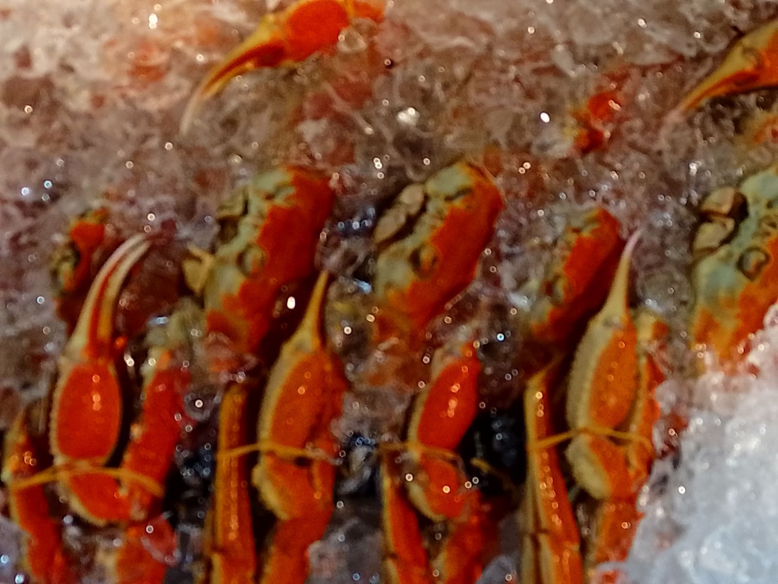 ずわい蟹姿大ずわい蟹 冷凍では無い チルド