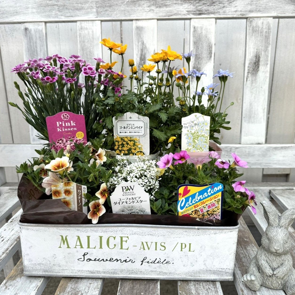 お得！ おまかせ花苗6点セット』ガーデニング 園芸 花壇 鉢植え 花寄せ