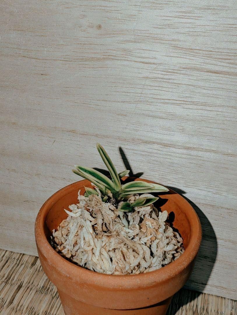 富貴蘭小丸覆輪(4本立ち)