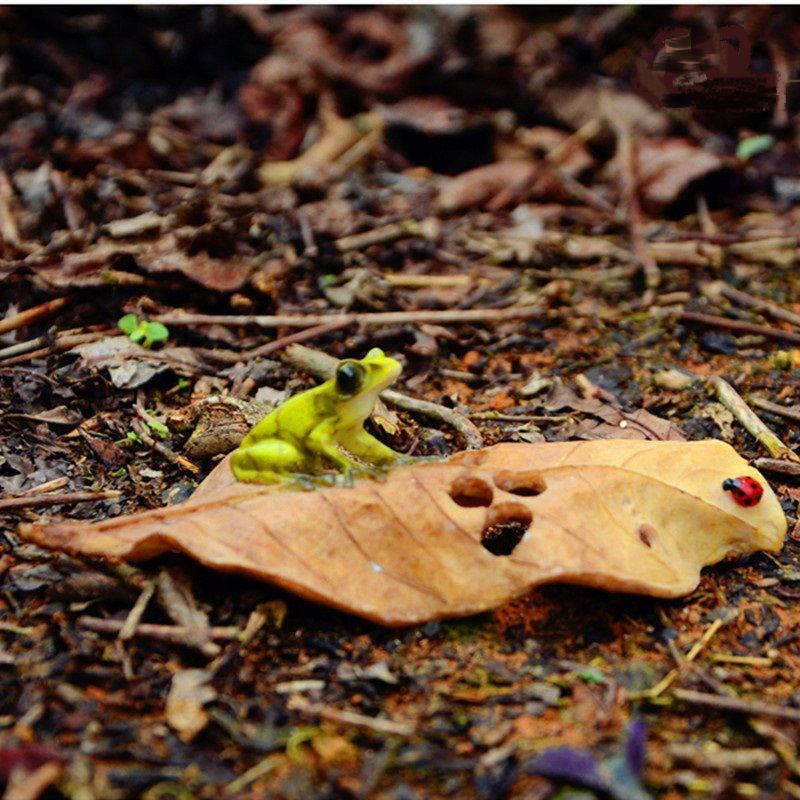 蛙と枯れ葉 蛙の置物 華子の庭 メルカリ