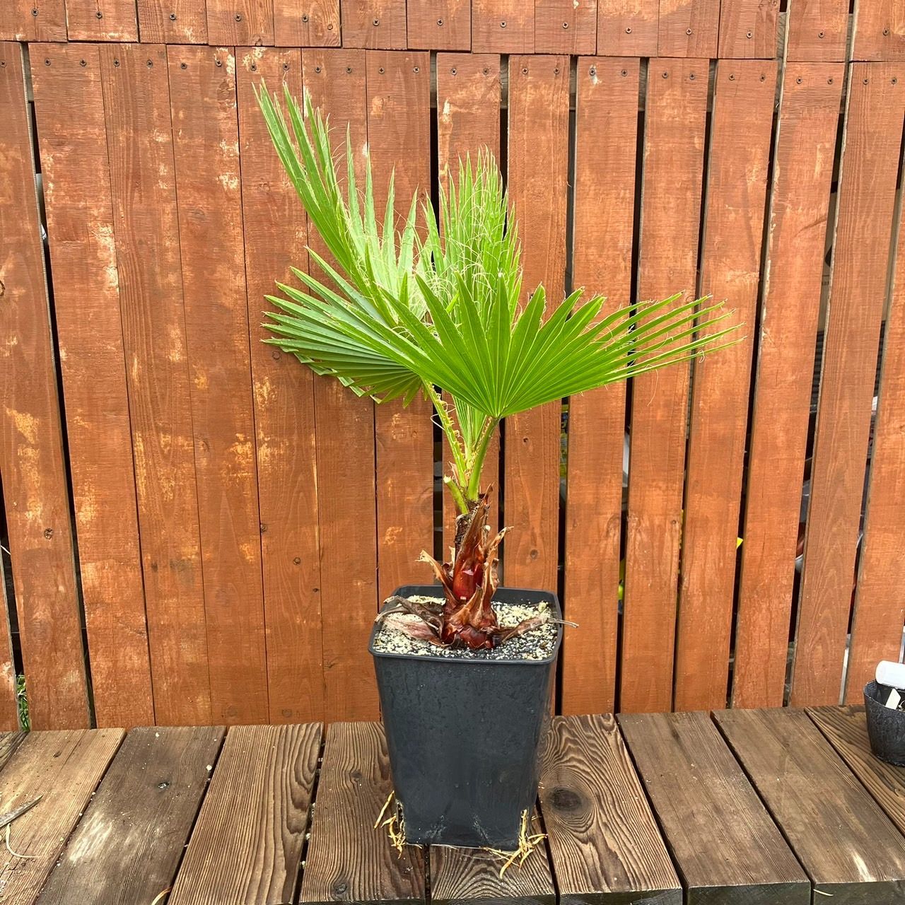 鉢ごと発送】ワシントンヤシ ワシントニアフィリフェラ Washingtonia filifera 2024-6-10-wf2 - メルカリ