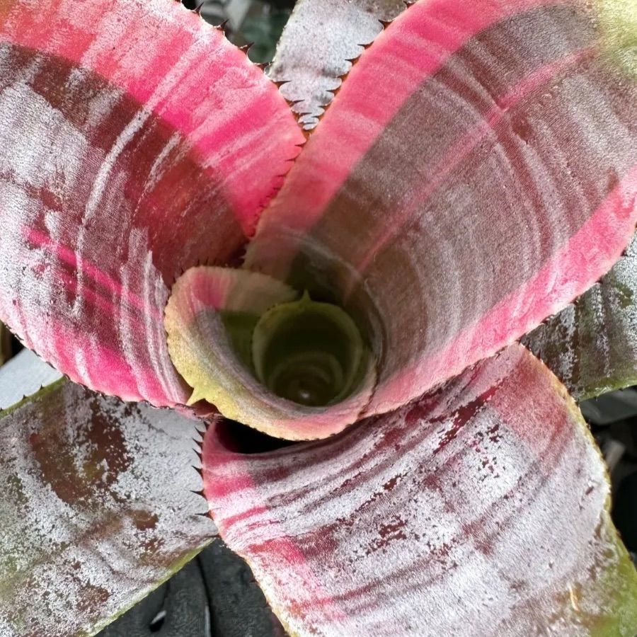 茶碗 織部 菊泉窯 源彦 木箱 共箱 在銘 作家物 茶器 抹茶碗 茶道具 工場