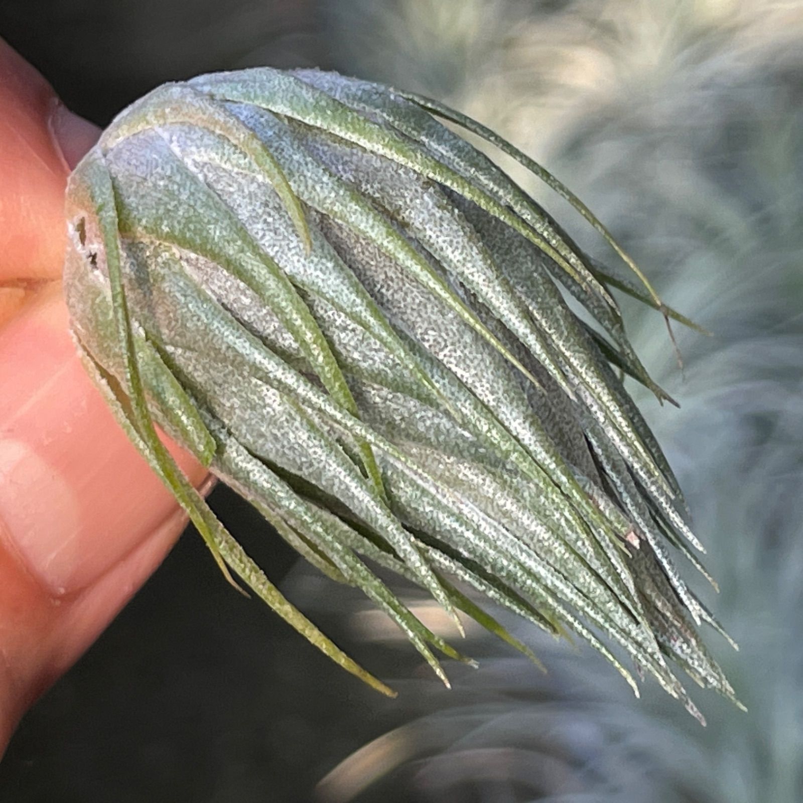 φ4×5]メタリックな光沢のあるしずく型＊チランジア カウツキー