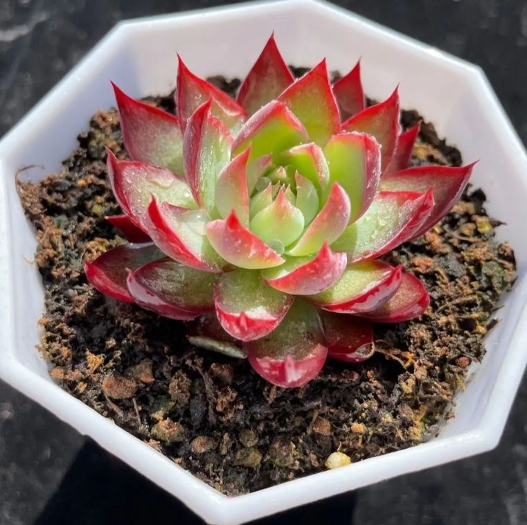 多肉植物 オウンスロー③ 抜き苗　韓国苗　エケベリア 多肉植物 オウンスロー③ 抜き苗 韓国苗 エケベリア