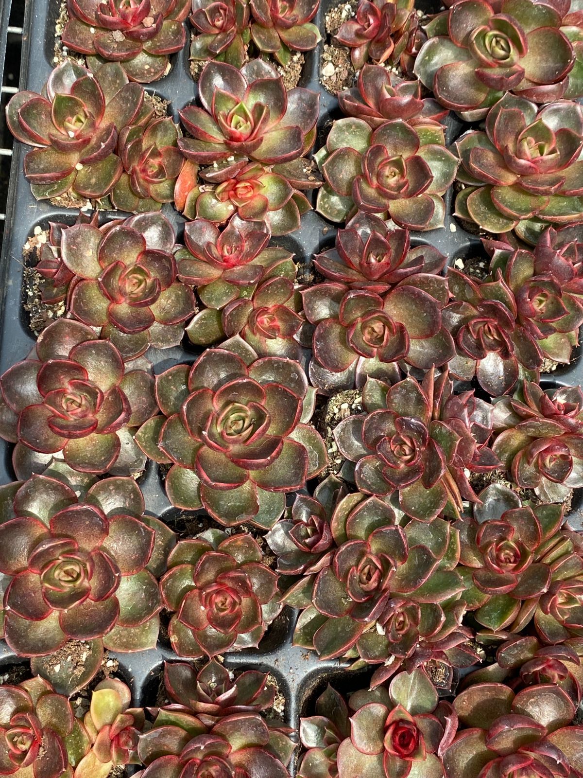 エ*肉様 Z917レッドライト50苗 抜き苗 多肉植物 エケベリア サボテン 韓 50株の抜き苗セット】レッドライト 多肉植物 佐川急便発送 エケベリア