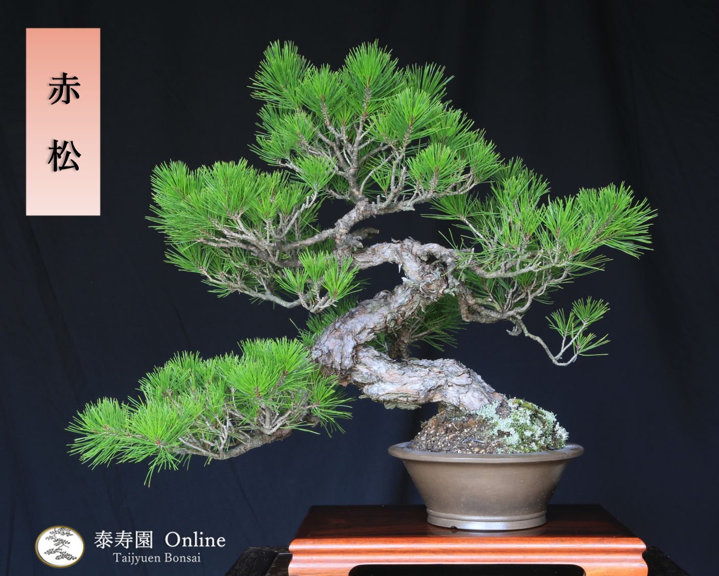 赤松の盆栽 中品 　山木 赤松[山木文人木]中品盆栽