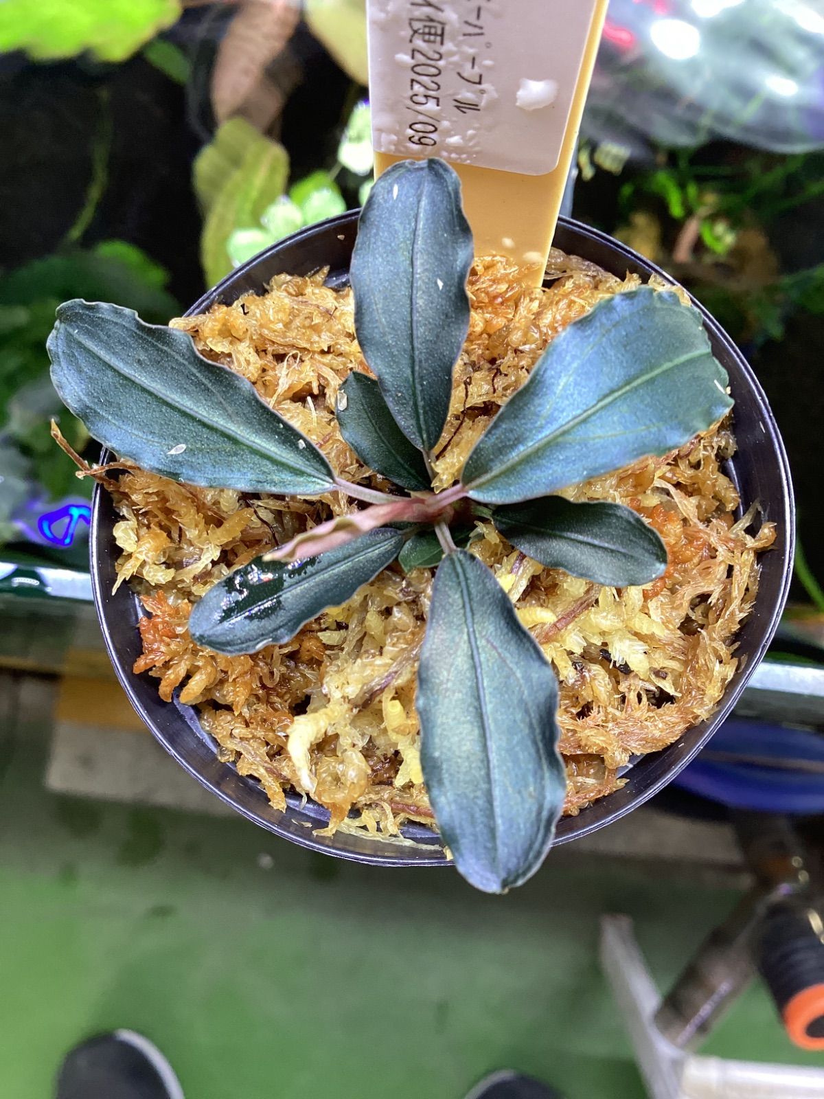 Bucephalandra sp.purple 2020 カミハタ便 Bucephalandra sp.2020 purple[カミハタ]