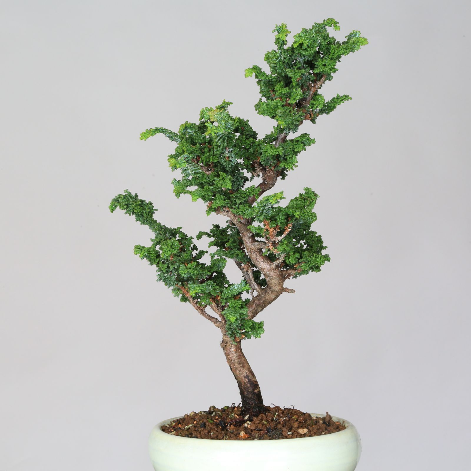 小品盆栽　石化檜　高級盆栽 小品盆栽-石化檜 【公式通販】