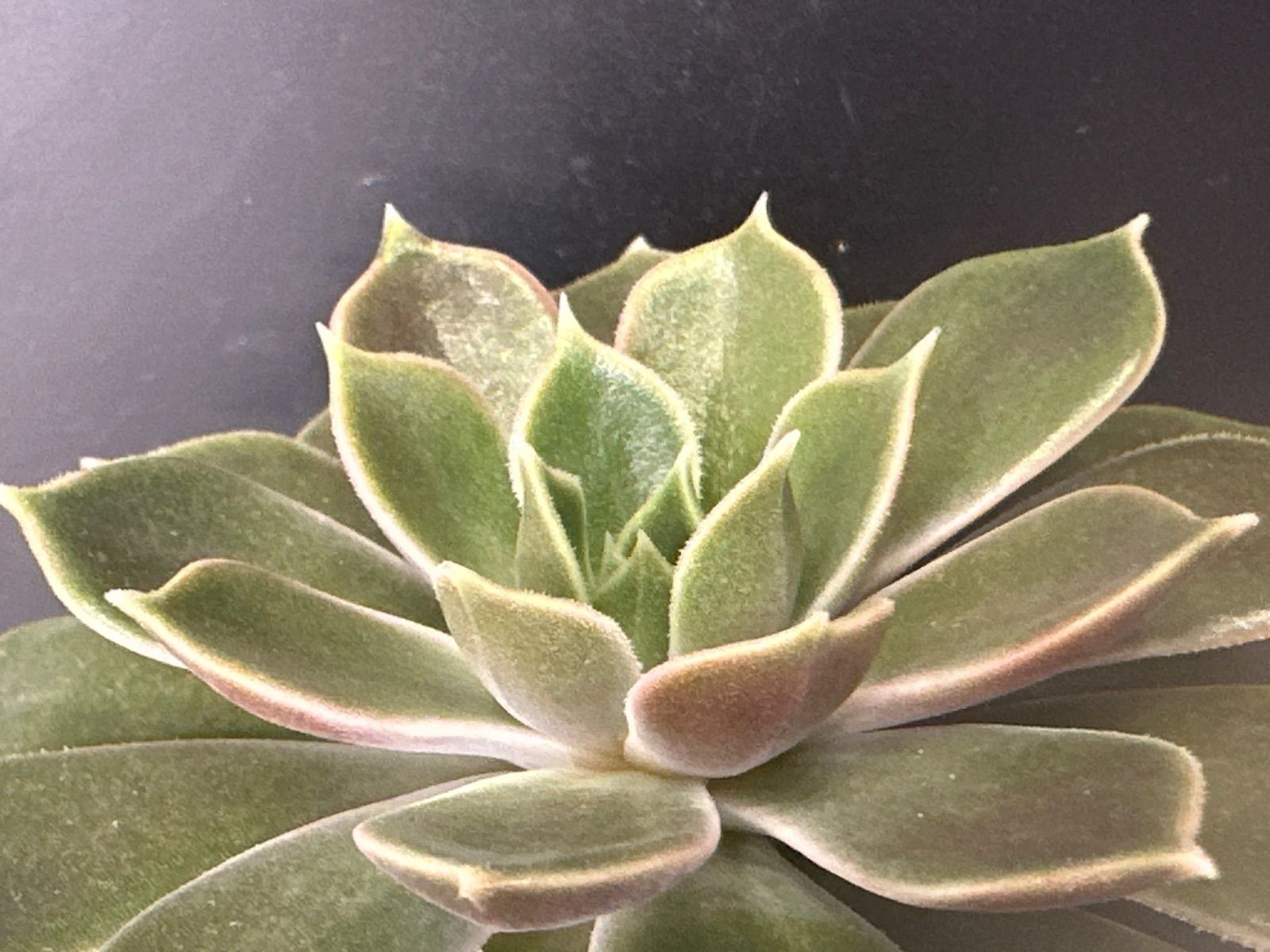 トリックオアトリート ぼのぼのさん苗 抜き苗 第四種郵便 - メルカリ