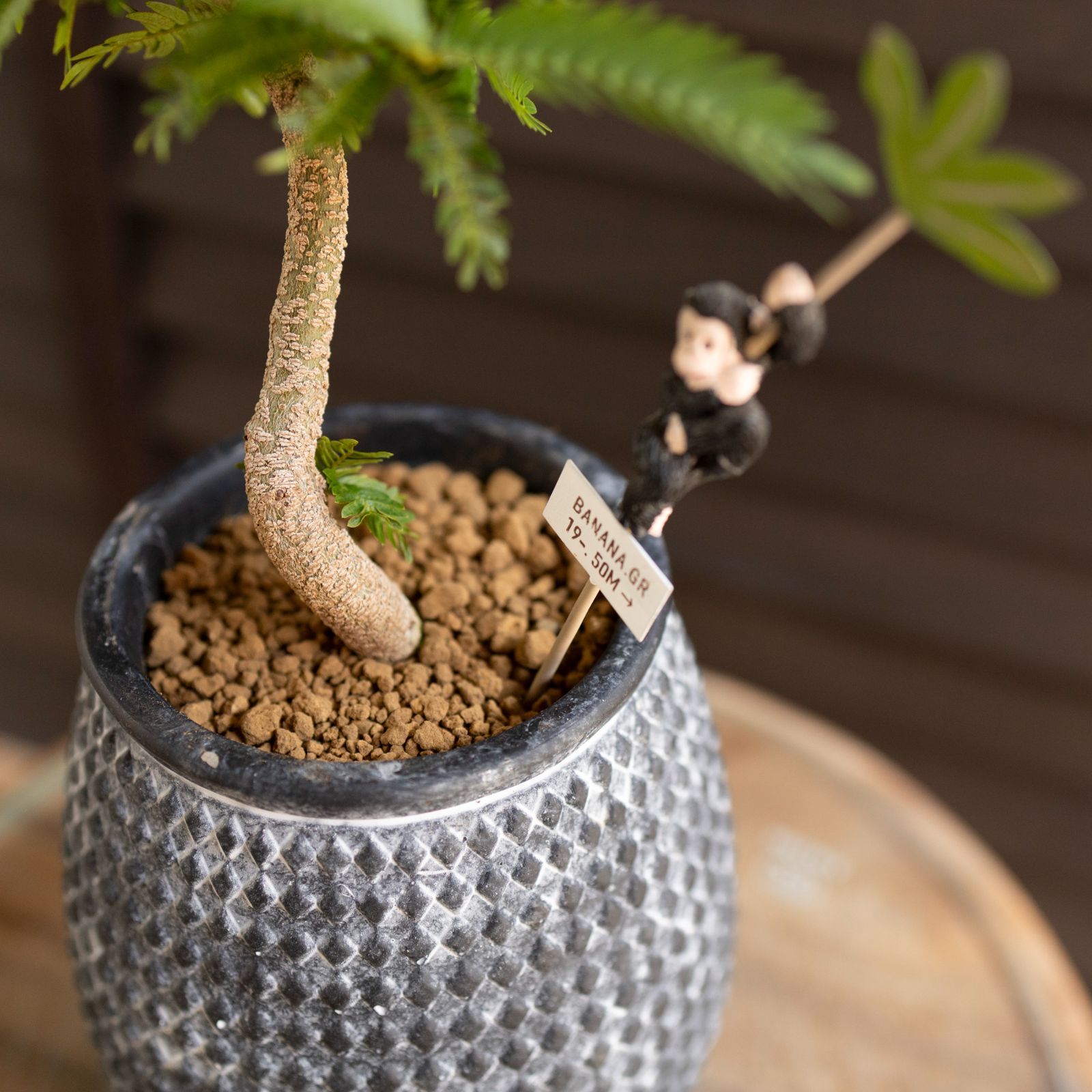 エバーフレッシュ４１・曲がり仕立て、有機質用土、観葉植物 エバーフレッシュ41・曲がり仕立て、有機質用土、観葉植物