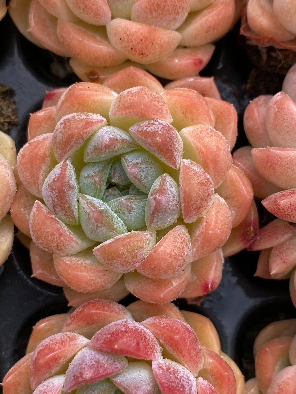 新入荷 白桃サイダー XQS02×105苗 土付き 多肉植物 詰め合わせ エケベリア サボテン 韓国苗 YUZUMIYA_COM