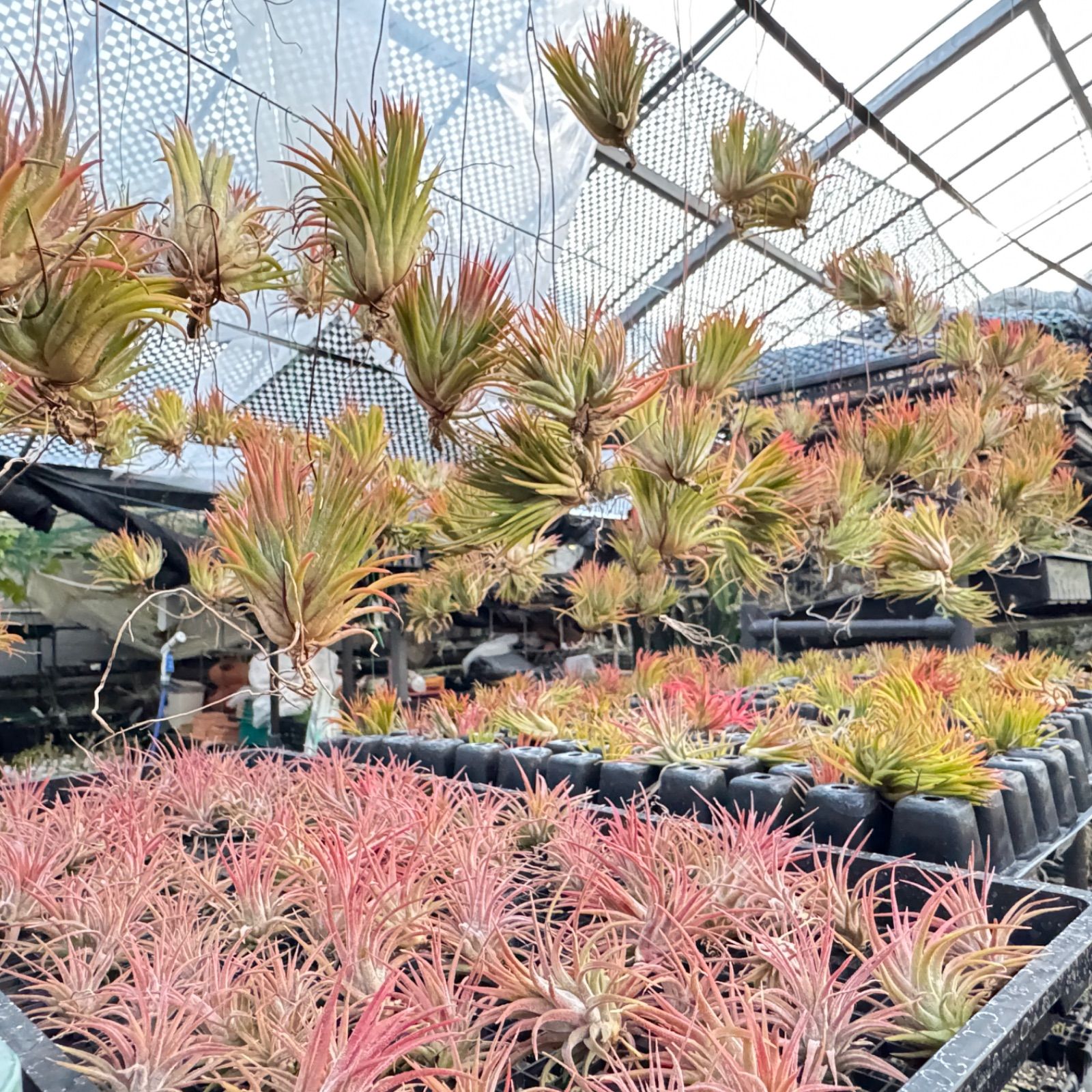 チランジア キセログラフィカ × ブラキカウロス チランジア・キセログラフィカ×ブラキカウロス Tillandsia