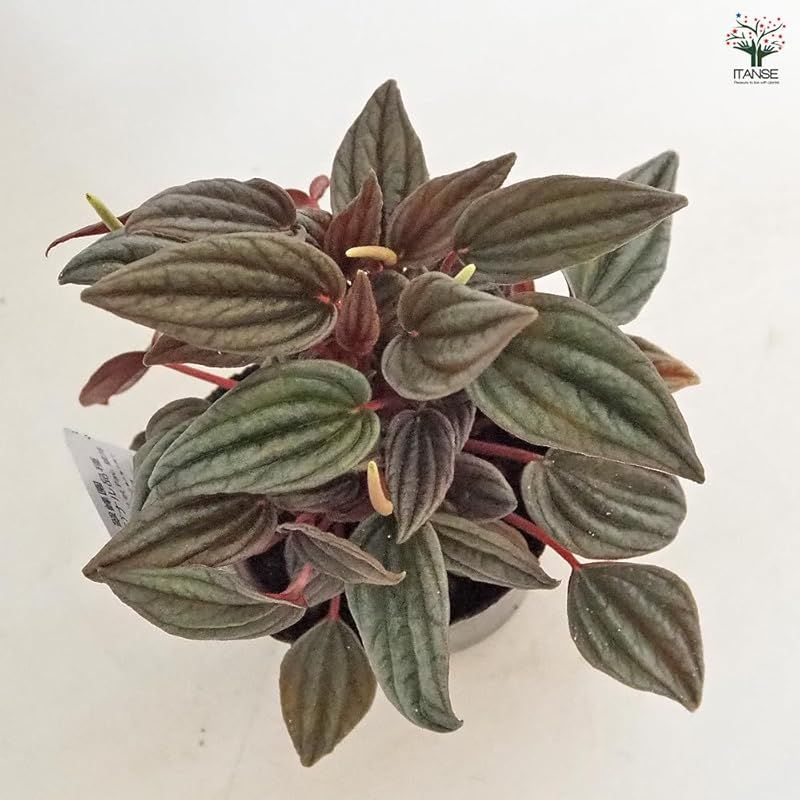 ＩＴＡＮＳＥ ペペロミア カペラータ 銀河 3号 6個セット 品種で選べる観葉植物 学名 Peperomia Ruiz et Pav.銀河 コショウ科ペペロミア属 非耐寒性常緑多年草●丸みを帯びたハート形の葉が特徴で 葉脈に沿って深いシワが入り さら WWW_USTAUSTRALIA_COM_AU