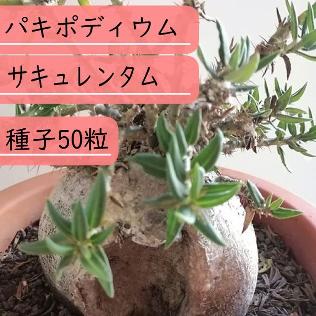 【種子】パキポディウム・サキュレンタム　Pachypodium succulentum種子50粒【送料無料】