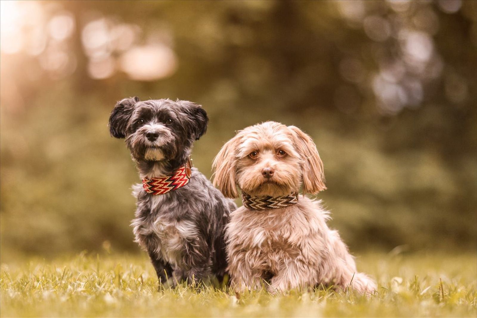 Peruvian Gold スペイン製 高級犬用ハーネス (小型犬 中型犬）-