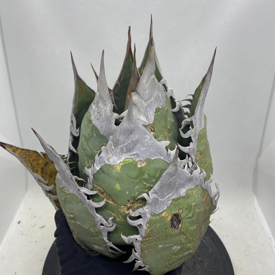 アガベ チタノタ オアハカ オテロイ スペシャル株 特大 - メルカリ