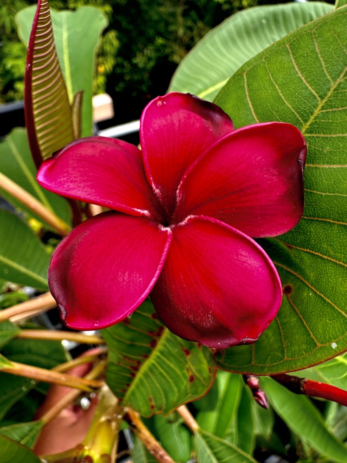 激レア品種】プルメリア接木苗 'Tears of the Sun'（入手困難なバリ島
