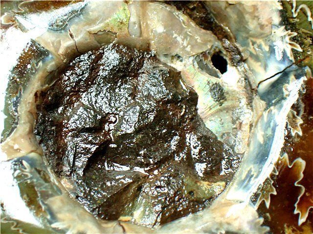 ☆貴重－アンモナイト縫合線オパール化石標本B85U3/78U39C