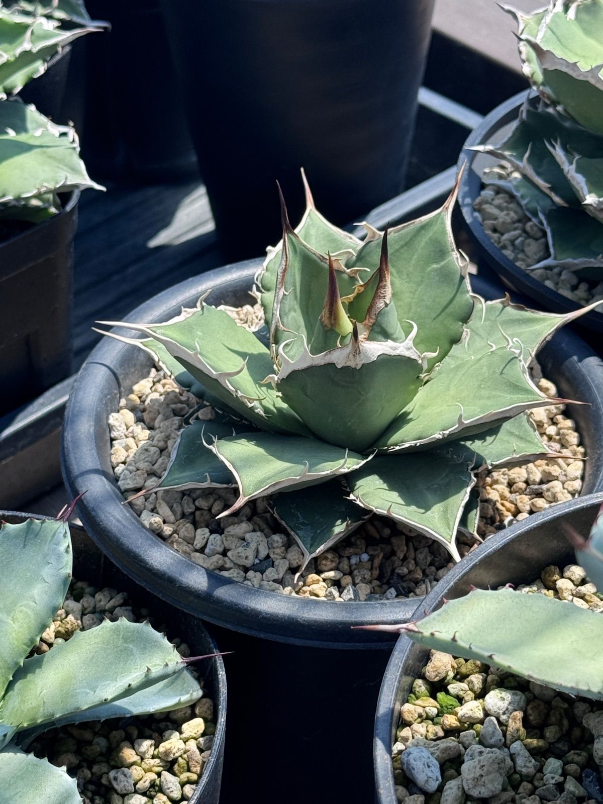 アガベ オテロイ チタノタ 種子 Agave 5月入荷 1000粒 SEEDSTOCK 500粒