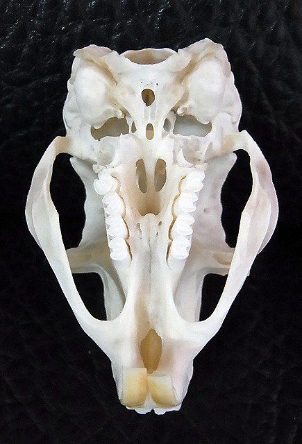 トビウサギ　Springhare　頭骨　※データ付属します トビウサギSpringhare頭骨※データ付属します