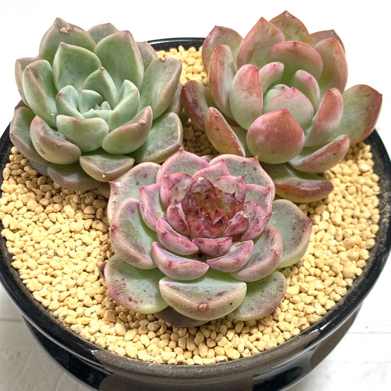 571.多肉植物 寄せ植え エケベリア属 グロブローサ hyb 抜き苗