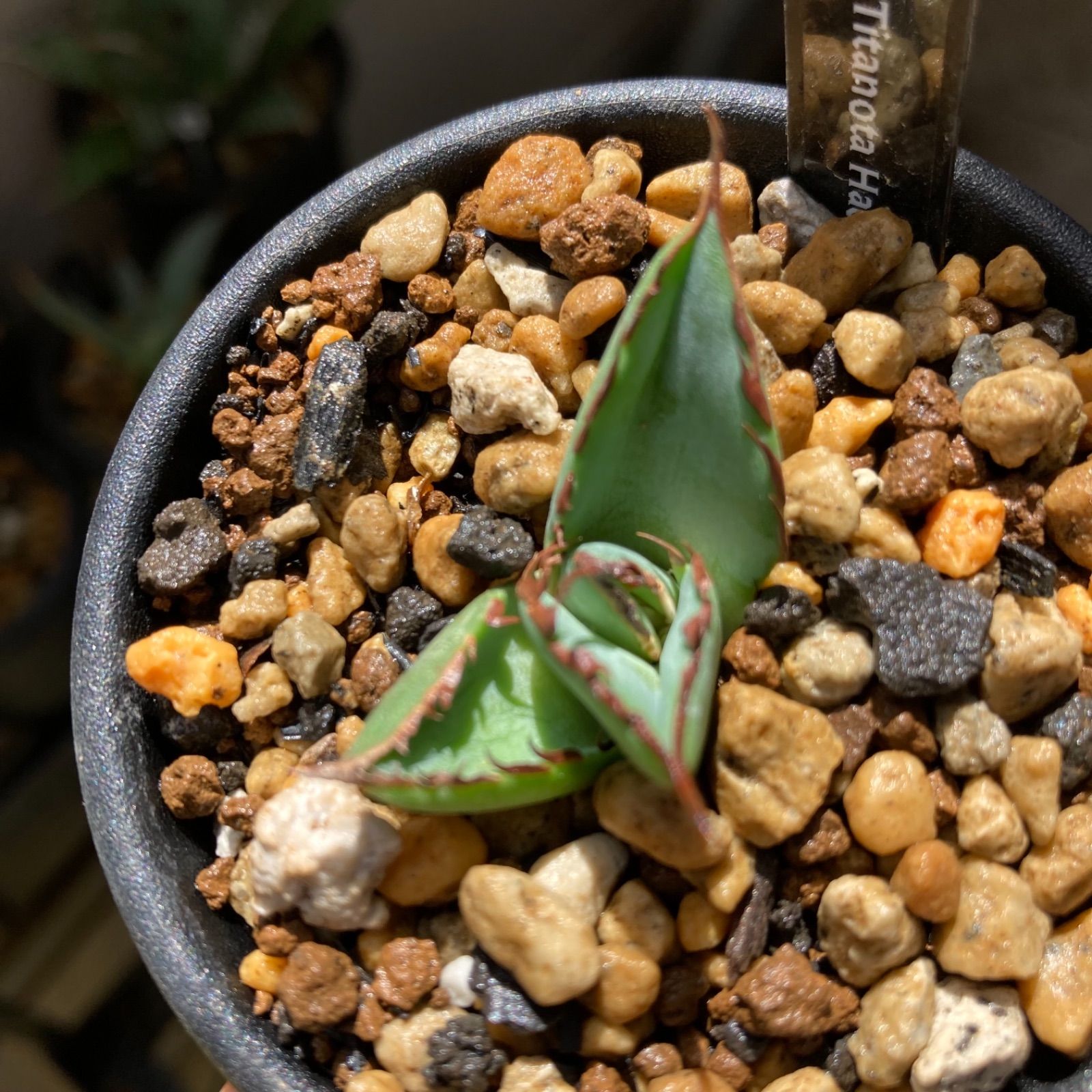 アガベ チタノタ “ハデス”（Agave Titanota Hades） - ペンボタニカル