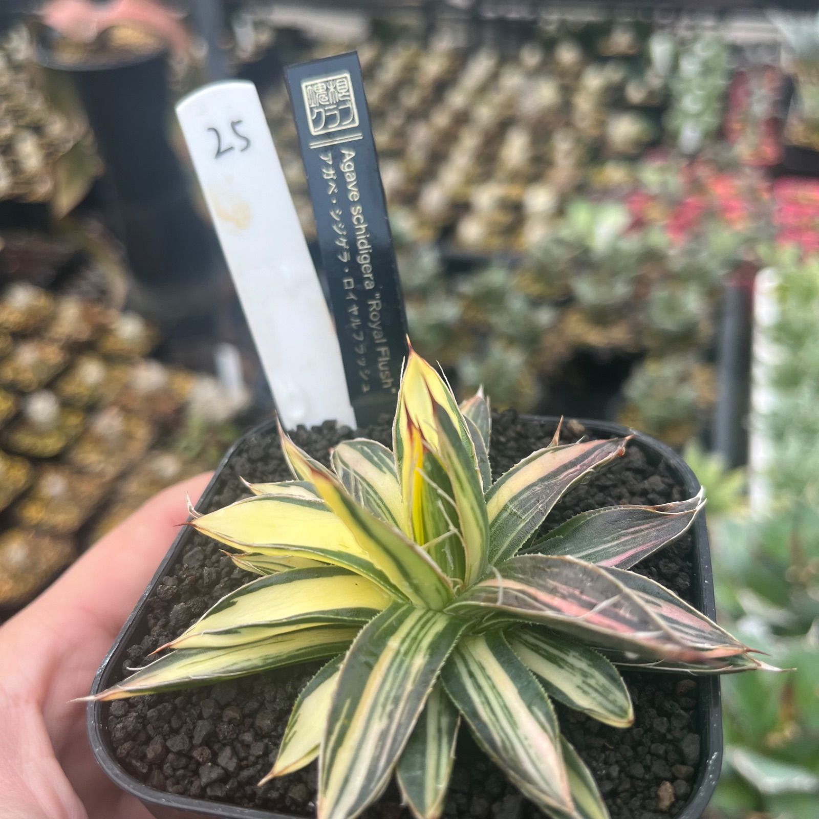 アガベ シジゲラ ロイヤルフラッシュ Agave schidlgera Royal