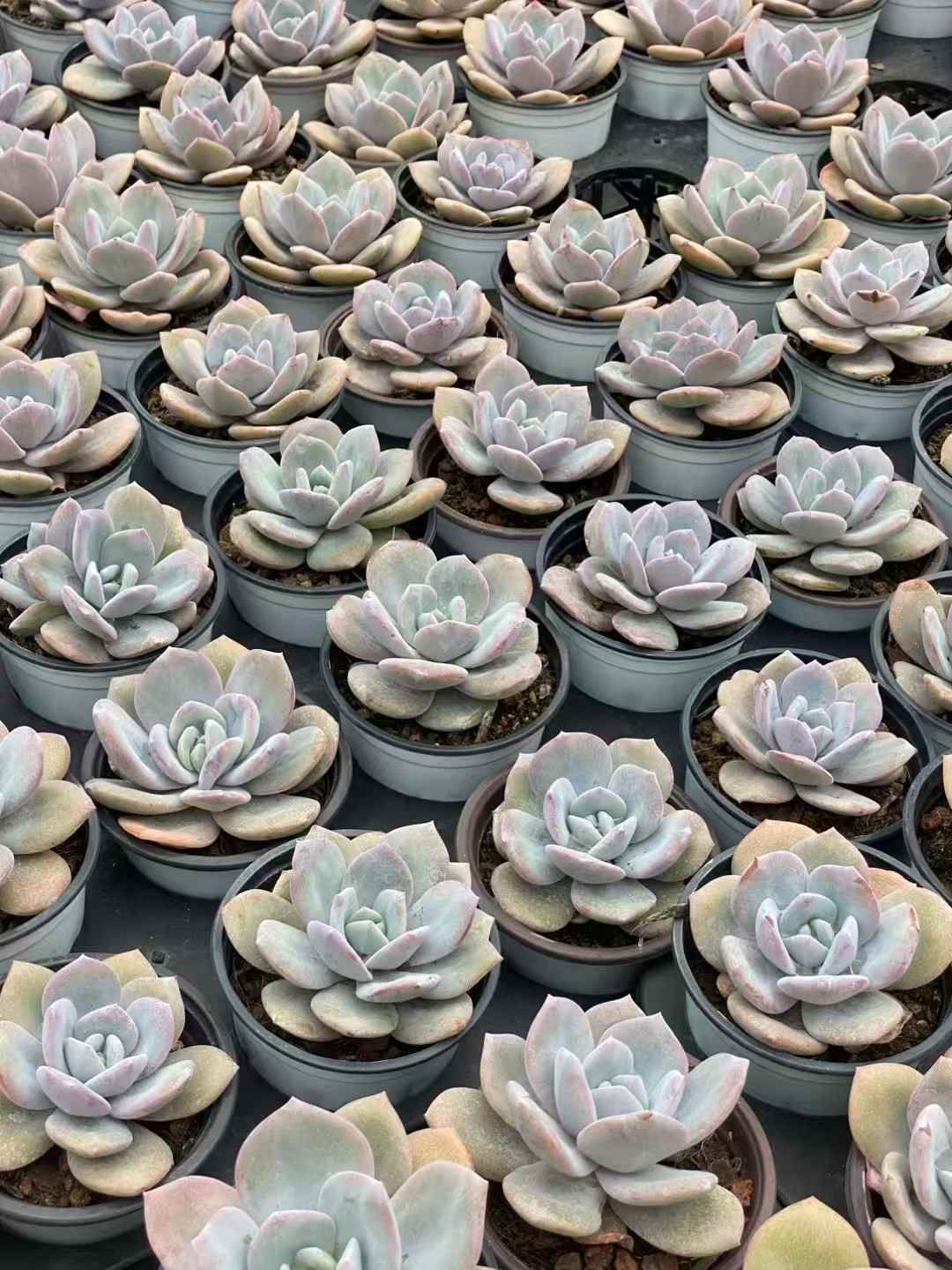 QS1030×30 ミルクティー