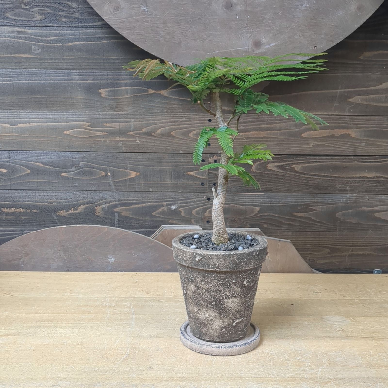 ★本日限定お値引き中★2メートル　幹太　エバーフレッシュ 存在感・力強さ◎140】エバーフレッシュ 曲がり 幹太 観葉植物 室内