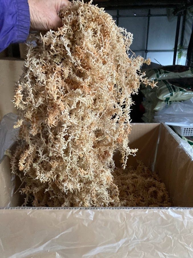 最高級ニュージーランド産AAAAグレード　 乾燥水苔 Amazon | 乾燥水苔 ダイゴケ ニュージーランド産 AAAA ランク