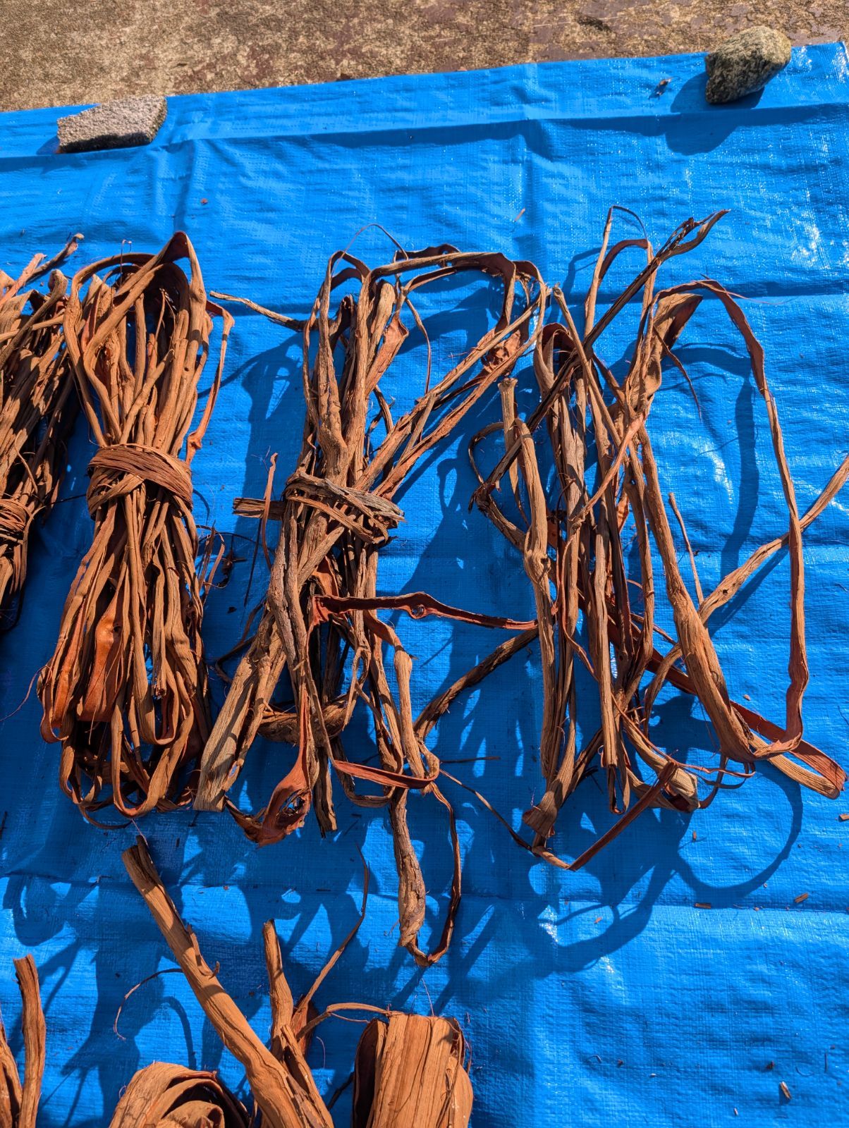 天然山葡萄の蔓3 採集状態で保存2.0キロ令和2年採取 TALLINNNEXPO_COM