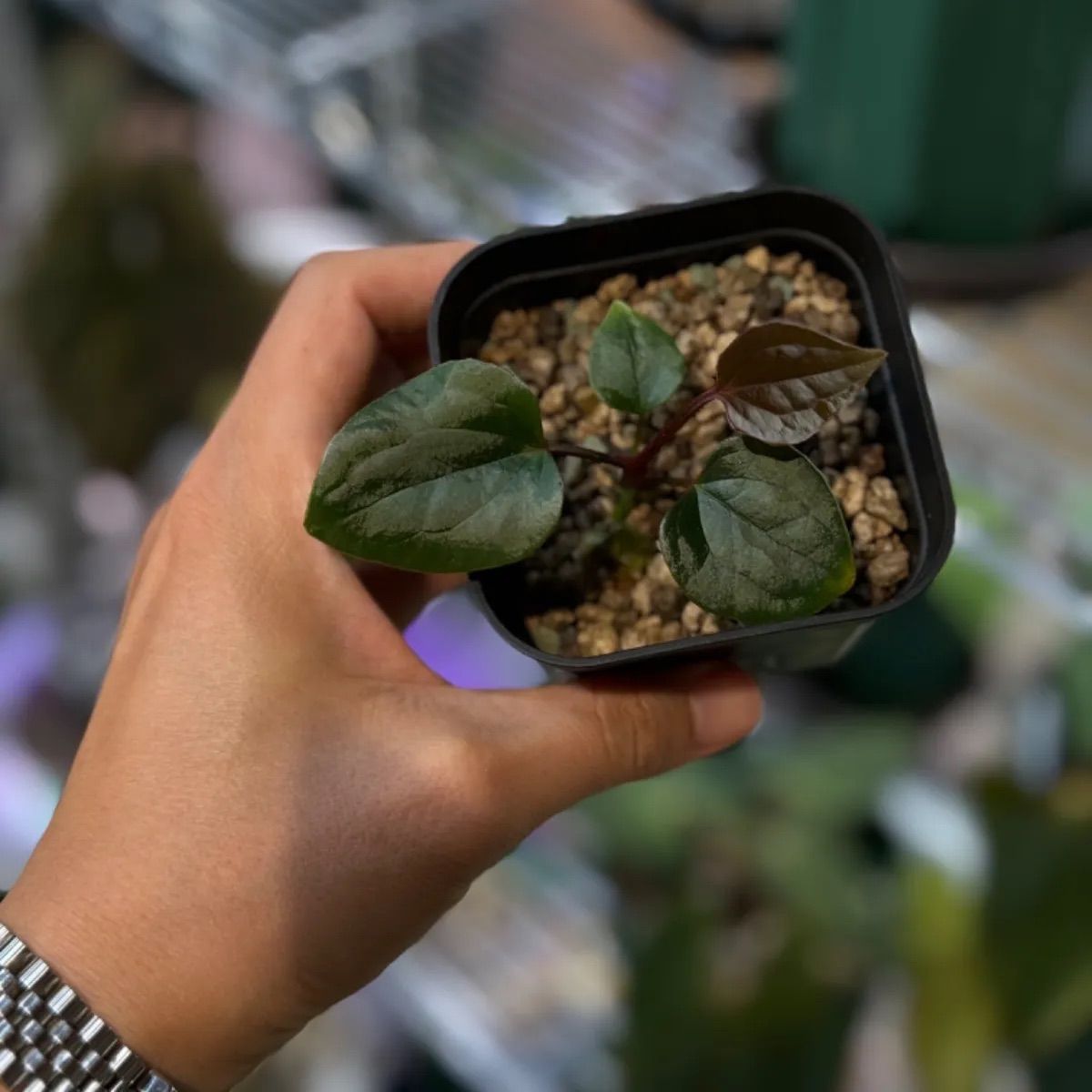 Anthuroom】(select) Anthurium 