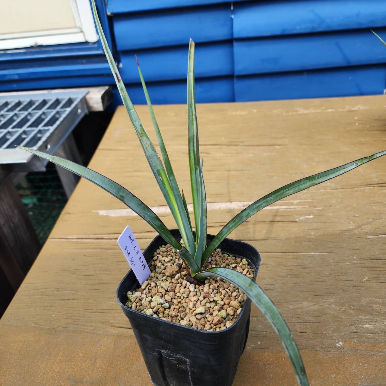 ３頭株ユッカ 観葉植物 全長約90cm　写真の全て鉢ごとメルカリ便発送 3頭株ユッカ 観葉植物 全長約90cm 写真の全て鉢ごとメルカリ便