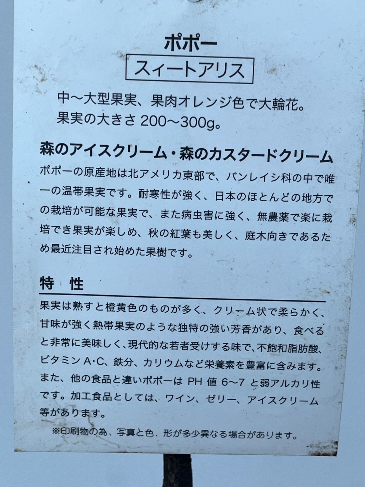 接木