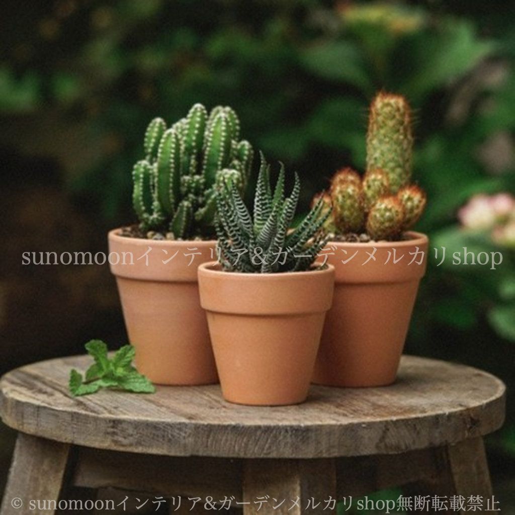 インテリア ガーデニング