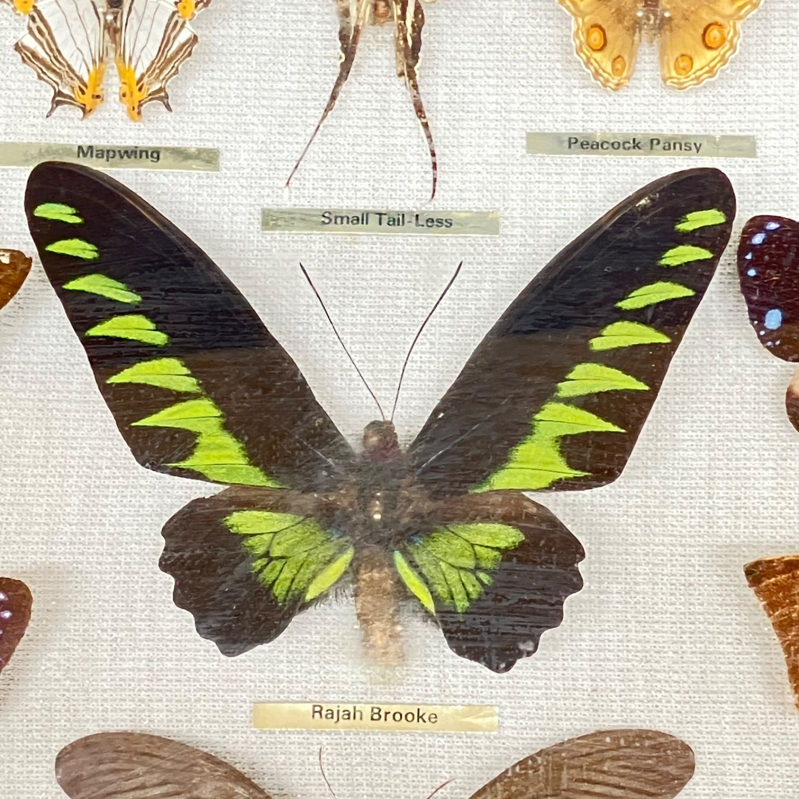 スソビキアゲハ アオタテハモドキ