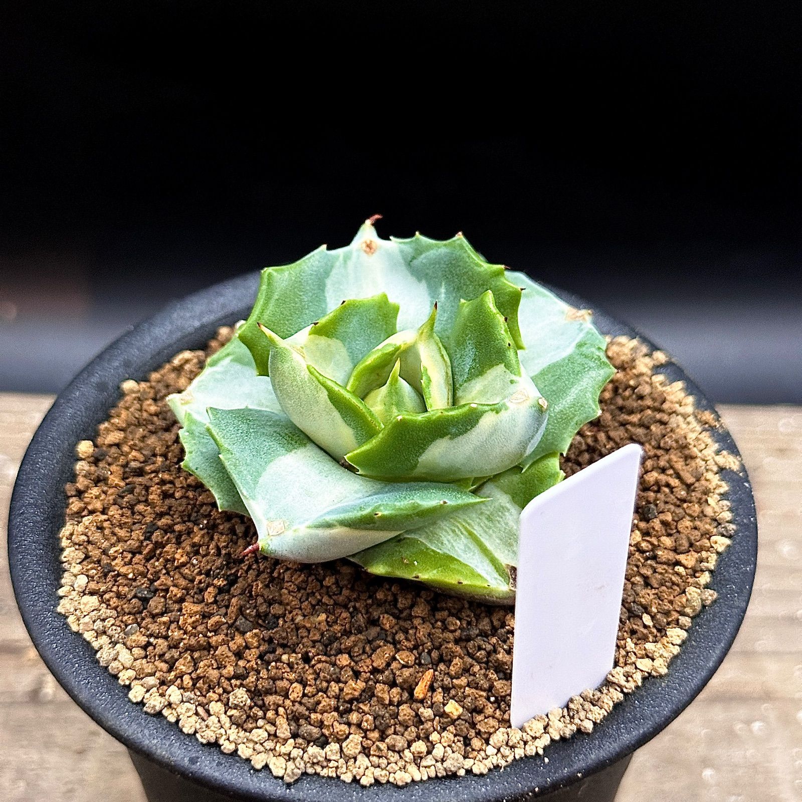 4月入荷 100粒+ アガベ イシスメンシス 種 種子 証明書あり