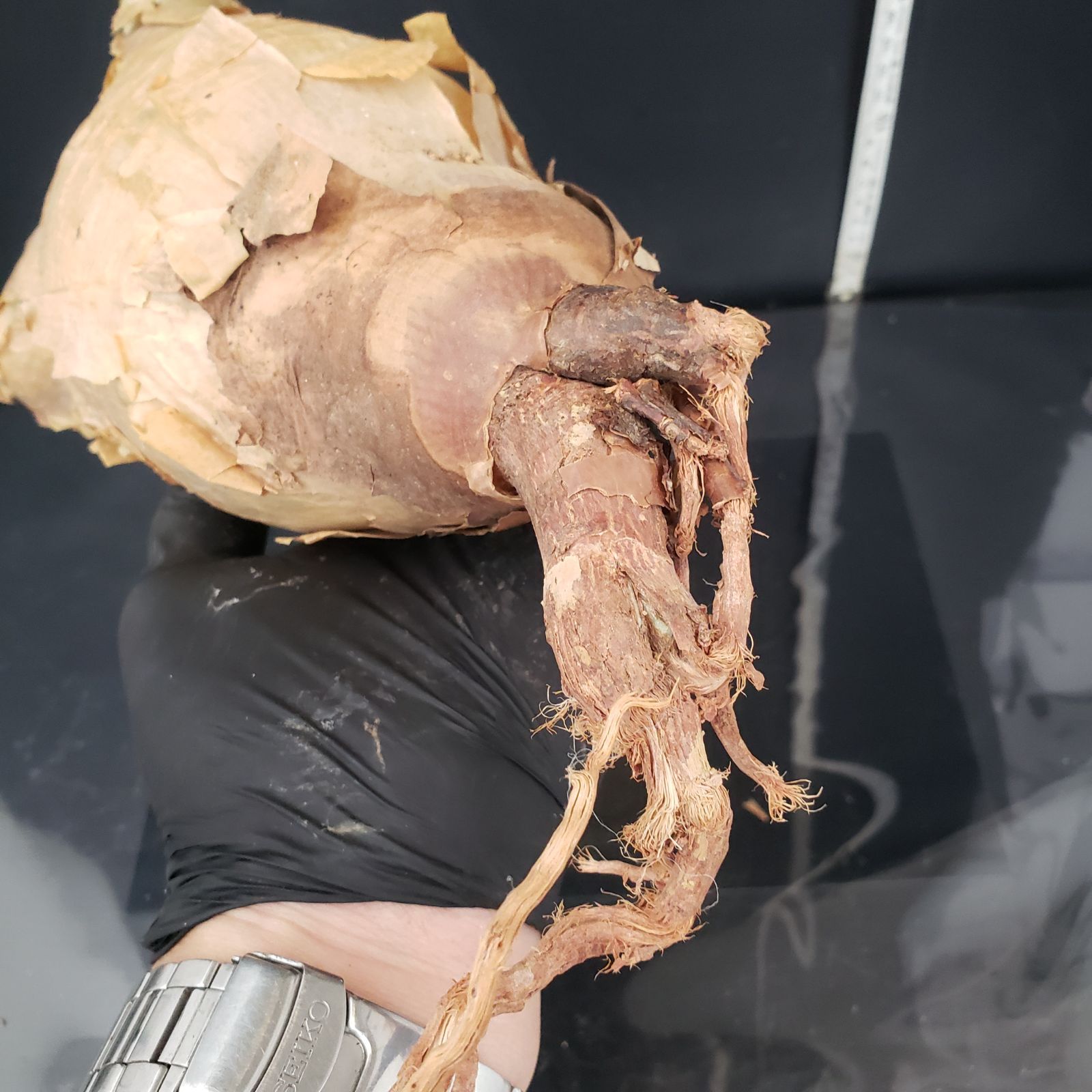 R382【最新到着】 Cyphostemma マクロプス（MS）（現地球・抜き苗