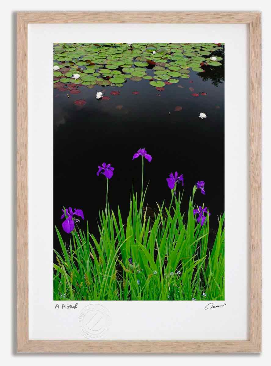 アートフォト 絵画 カキツバタと睡蓮1 高橋真澄/インテリア 額入り 額装込 風景画 油絵 ポスター アート アートパネル リビング 玄関 プレゼント モダン アートフレーム 飾る Mサイズ おしゃ