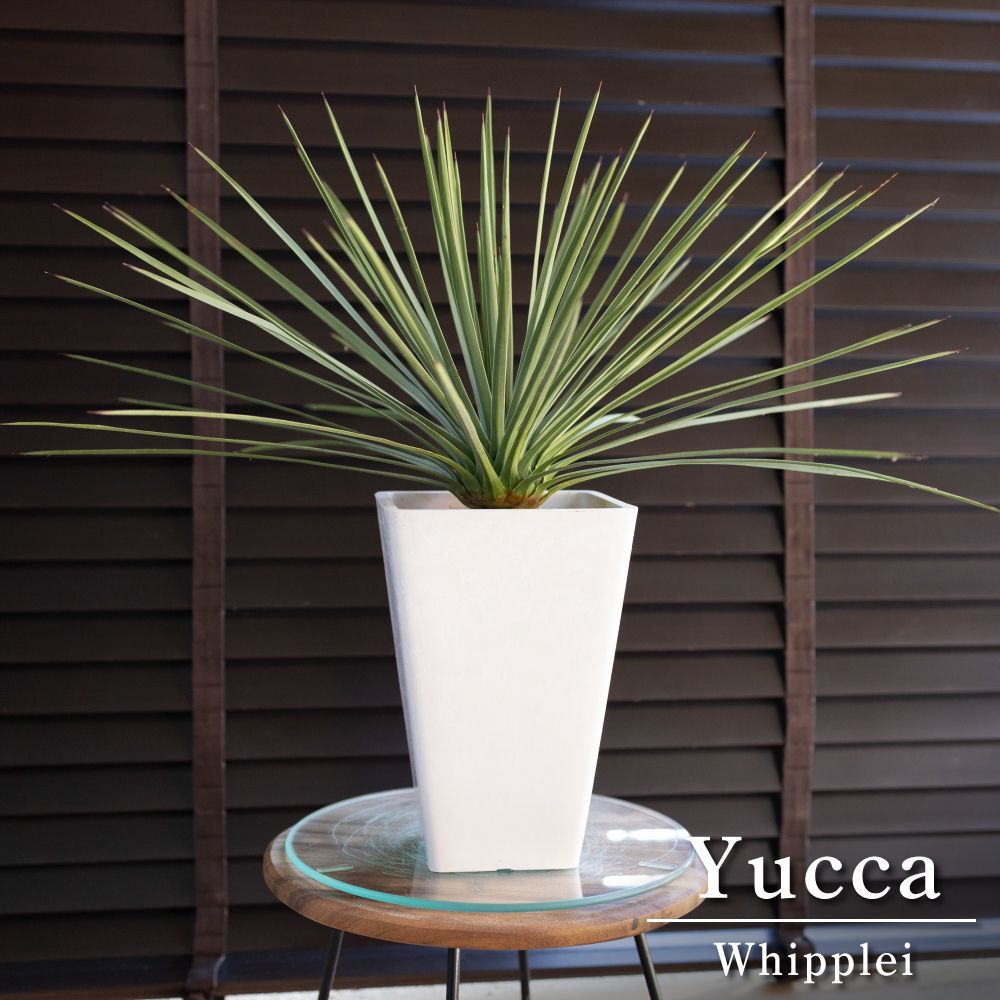 レバノンシーダー　オーレア レバノンシーダー アトランティカ オーレア 【公式通販】