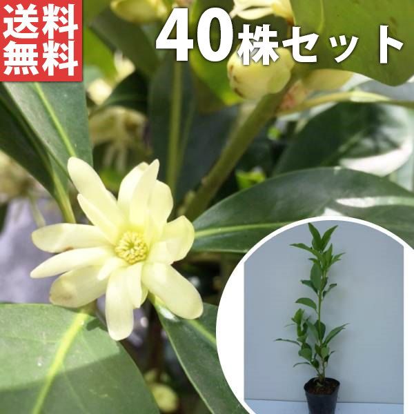 苗|苗木 40本セット シキミ 樹高0.3m前後 10.5cmポット 苗木 苗 しきみ 樒 櫁 植木 庭木 生け垣 生垣 kb 40本 40