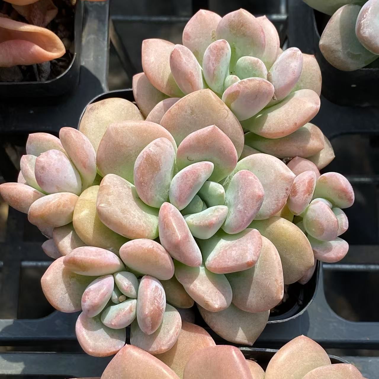 抜き苗 花鹿 ZM1579×40株 ふっくら 多肉植物 エケベリア