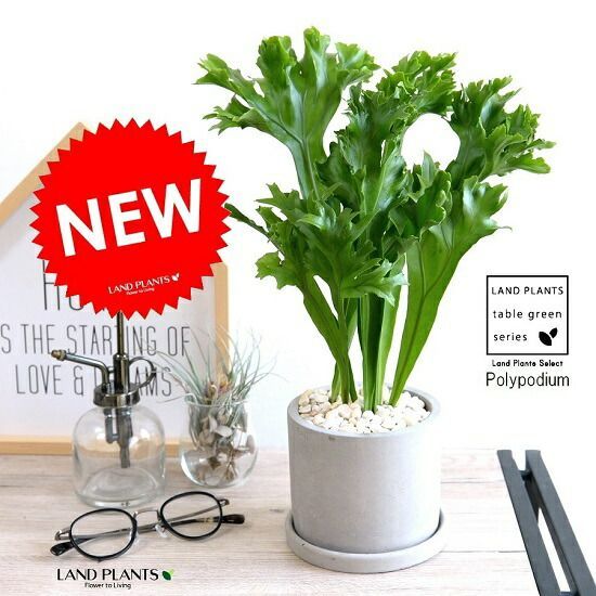 ブリーフィングゴルフ 防風プルオーバー サイズXL新品未使用 オリーブ