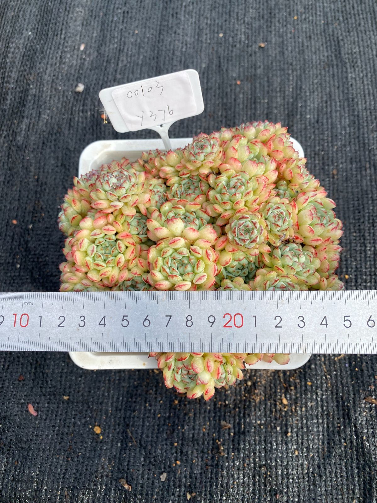 男*屋様 K1135　ヴィンセント・カトー　50株　多肉植物 抜き苗 エケベリア 男*屋様 K1135 ヴィンセント・カトー 50株 多肉植物 抜き苗