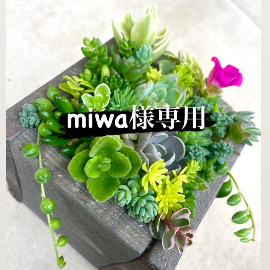 miwa様専用-