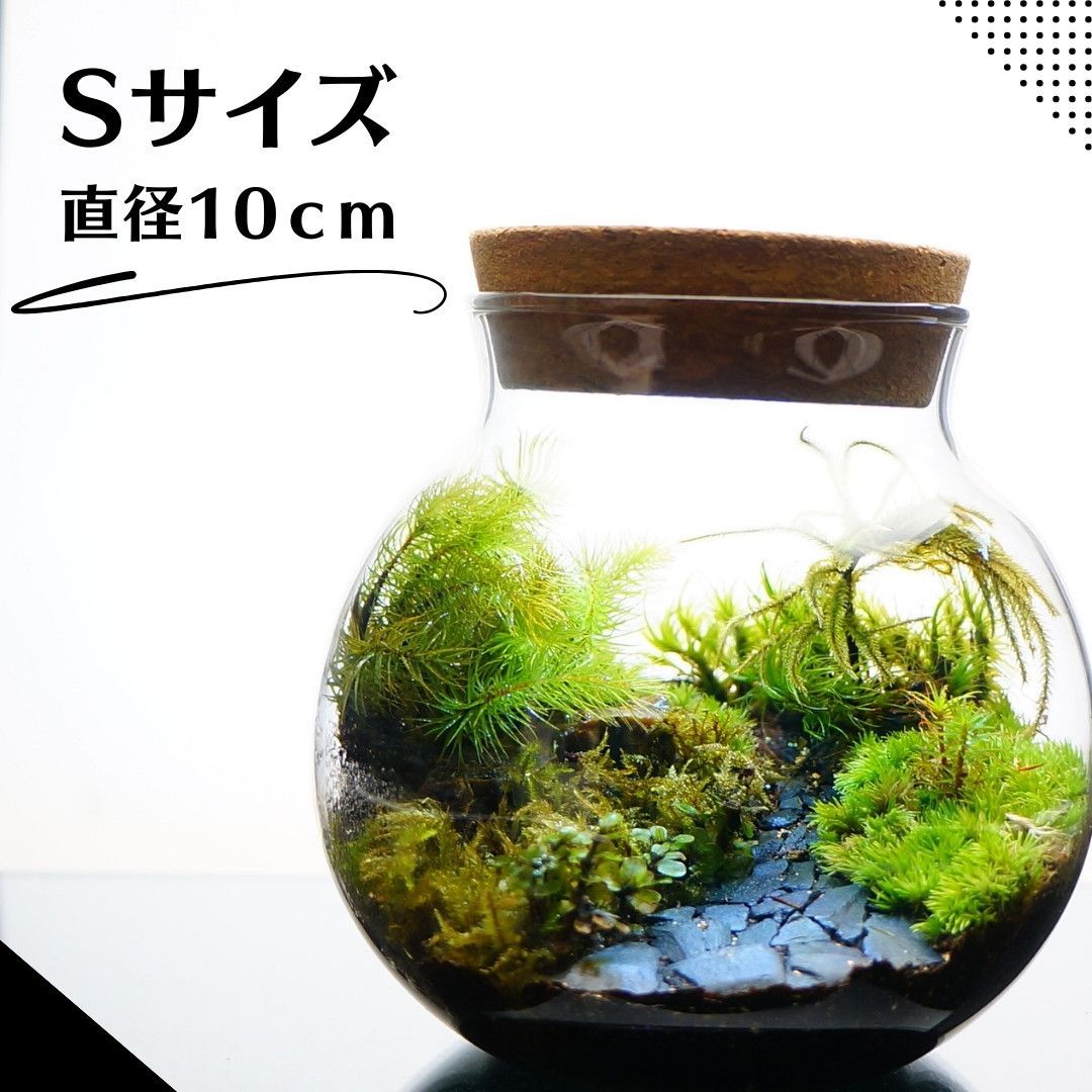 10cm Sサイズ LEDライト付 苔テラリウム 完成品 石畳 黒石 草原に続く道 テラリウム プレゼント 木化石 クリスマス 観葉植物 ギフト  贈り物 お祝い 正月 - メルカリ