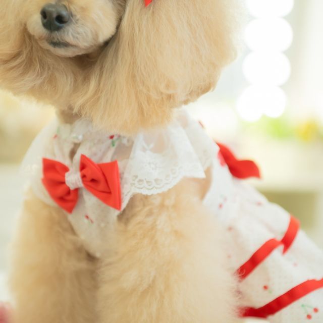 犬服 夏 きゃんナナ さくらんぼフレアワンピース ピンク レッド SS-LL
